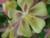 Pink and Yellow Columbine Flower