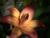 This is a lilly.